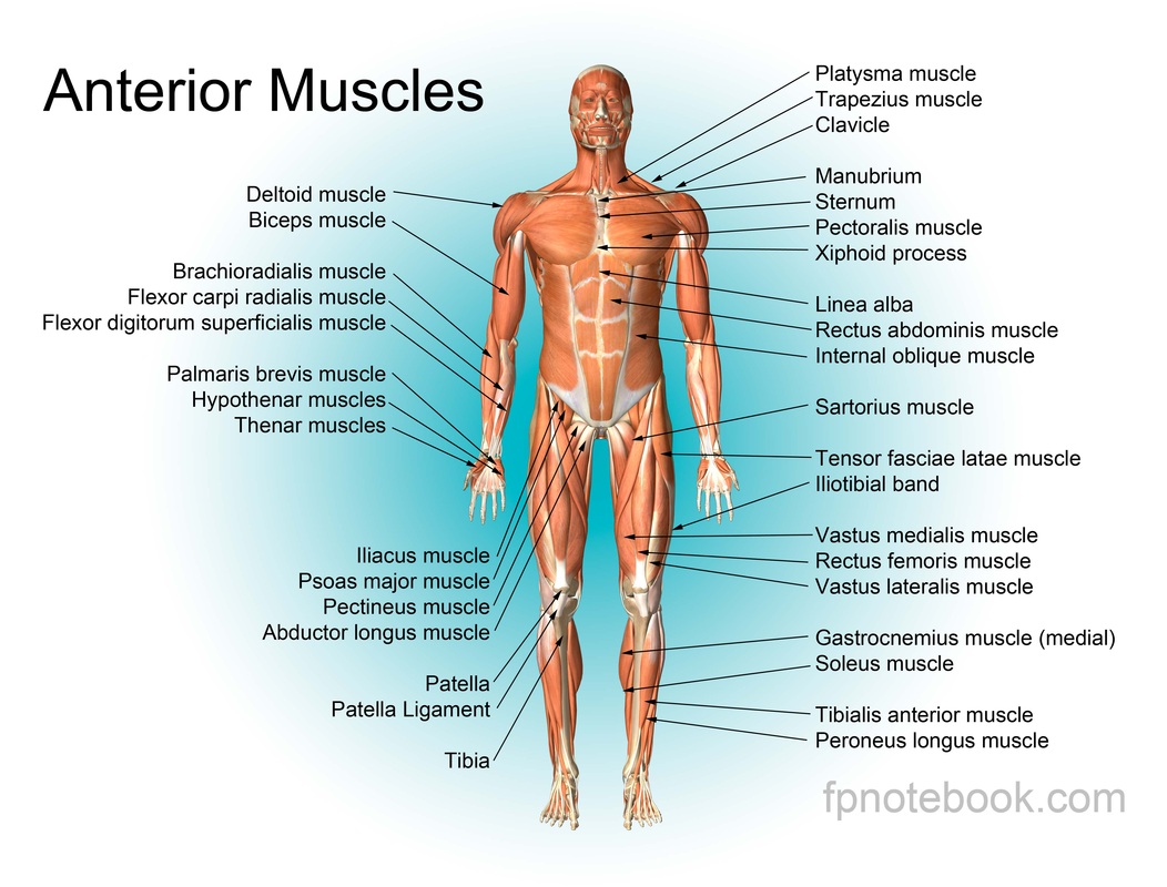 Musculoskeletal System - Senior HSA Project 2014